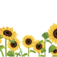 Himawari Footer Bg